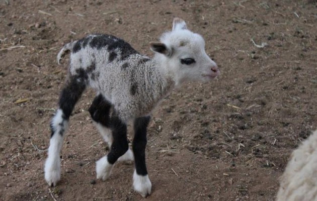 Δείτε τι γεννιέται όταν ζευγαρώσει πρόβατο με κατσίκι (φωτο – βίντεο)