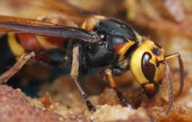 Ηλεία: Φρικτός θάνατος 67χρονης – Δέχθηκε επίθεση από σφήκες