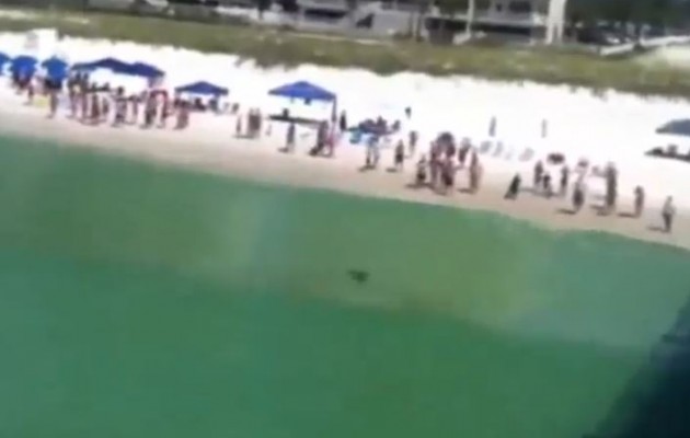 Ο καρχαρίας στην θάλασσα  και όλοι οι λουόμενοι στην αμμουδιά (βίντεο)
