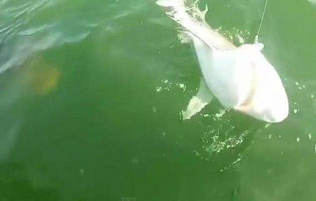 Απίθανο βίντεο: Σφυρίδα καταβροχθίζει καρχαρία με μια μπουκιά