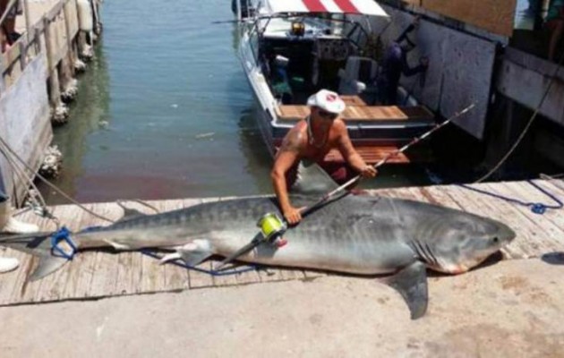 Ψάρεψε καρχαρία “τίγρη” 367 κιλών (εικόνες)