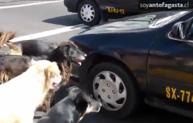 Χιλή: Φόβος και τρόμος για τα ταξί τα αδέσποτα σκυλιά (βίντεο)