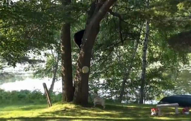 ΗΠΑ: Γνωρίστε τον αρκουδοφάγο… σκύλο (βίντεο)
