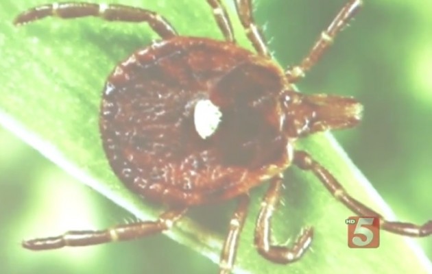 Εάν σας τσιμπήσει αυτό το τσιμπούρι τότε θα γίνετε χορτοφάγοι