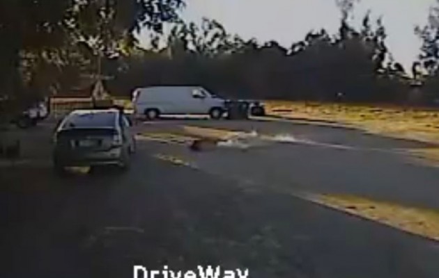 Ροτβάιλερ σώζει τσιουάουα από τα δόντια του κογιότ (βίντεο)