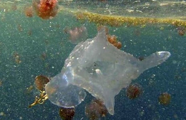 Βρέθηκε νέο θανατηφόρο είδος τσούχτρας