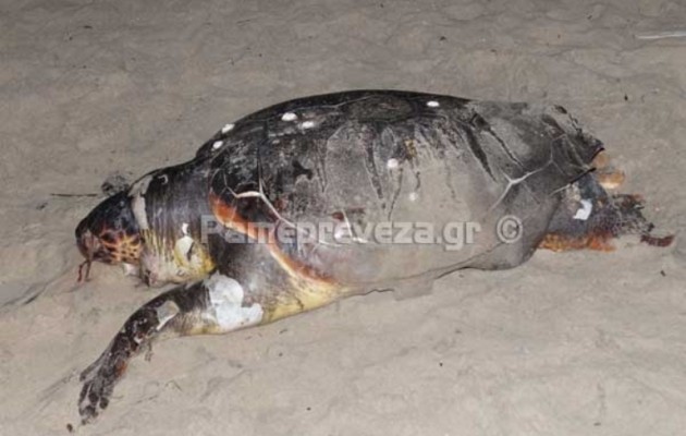 Νεκρές θαλάσσιες χελώνες σε παραλίες της Πρέβεζας