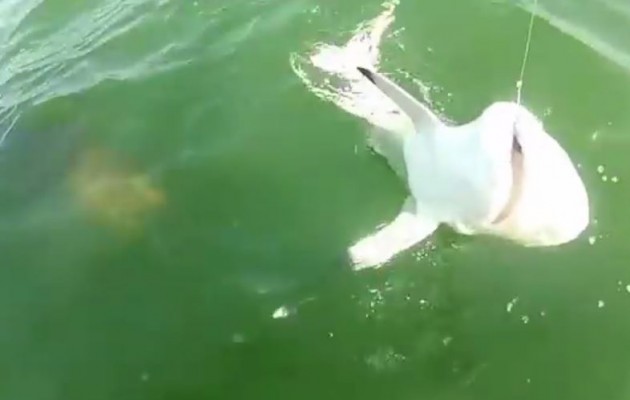 Φλόριντα: Ροφός τρώει…. καρχαρία (βίντεο)