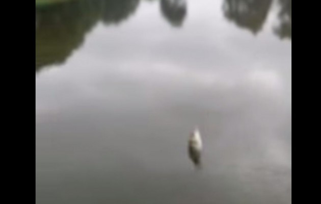 Δείτε το πιο γρήγορο… αγκίστρι (βίντεο)