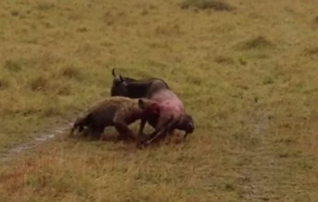 Βίντεο από τον σκληρό κόσμο της φύσης – Μάχη ζωής και θανάτου