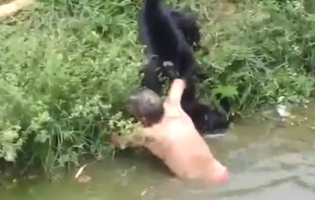 Πίθηκοι κάνουν επίθεση και τραυματίζουν άνθρωπο (βίντεο)