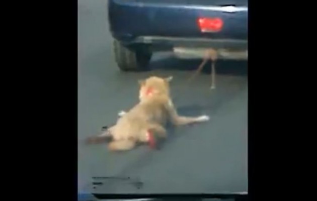 Έσερνε τον σκύλο ματωμένο σε κεντρικό δρόμο (βίντεο)