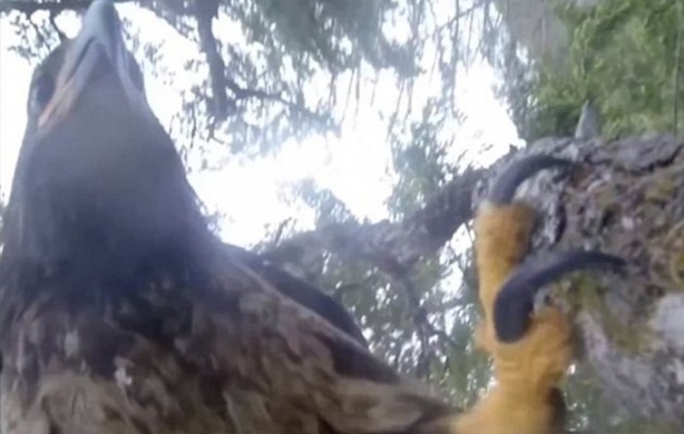 Βίντεο: Ο αετός που τραβάει… selfie