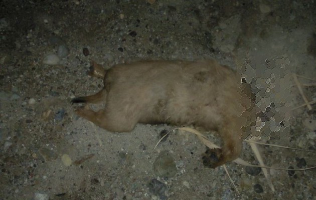 ΣΟΚ: Αποκεφάλισαν κουτάβι στην Εύβοια (φωτογραφίες)