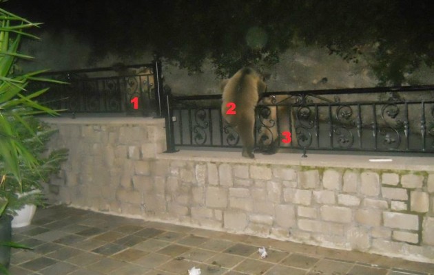 Μικρές αρκούδες κόβουν βόλτες στα σπίτια στο Μέτσοβο (φωτογραφίες)