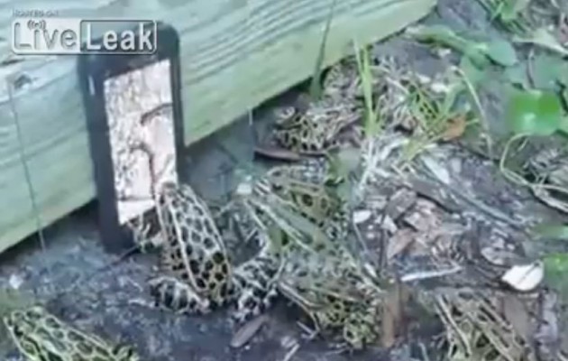 Οι βάτραχοι προσπαθούν να φάνε το σκουλήκι από το… iPhone (βίντεο)