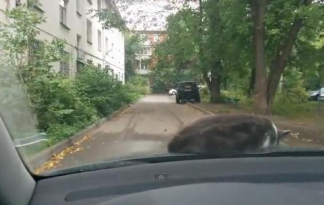 Απίθανο βίντεο: Η γάτα κοιμάται του καλού καιρού στο καπό ενώ το αυτοκίνητο κινείται