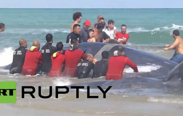Αγωνιώδης προσπάθεια για να σωθούν 7 φάλαινες (βίντεο)