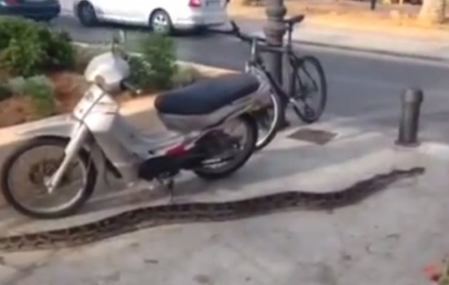 Φίδι, μάλλον Πύθωνας, έκοβε βόλτες στο Ρέθυμνο (βίντεο)