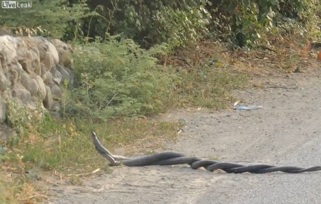 Βίντεο με ερωτευμένα φίδια – Πιο μπλεγμένα δεν γίνεται