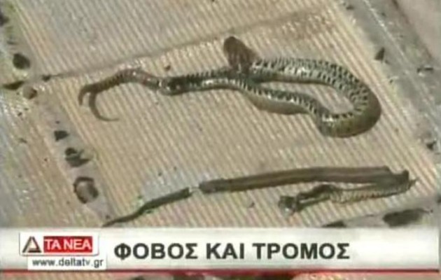 Βίντεο: Τους έζωσαν τα φίδια στην Αλεξανδρούπολη