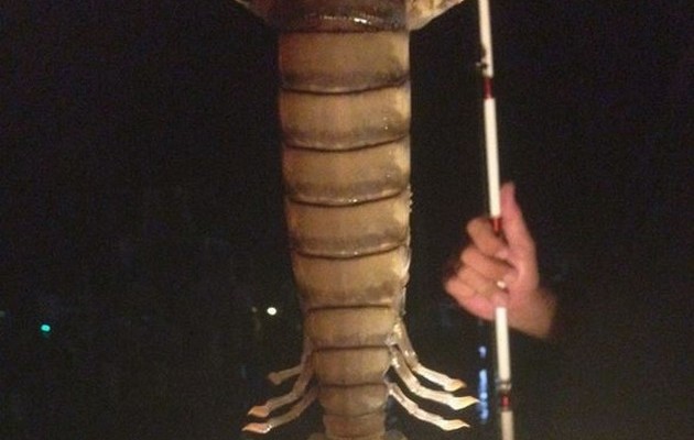 Έπιασε γαρίδα – τέρας μήκους 45 εκατοστών (φωτογραφίες)