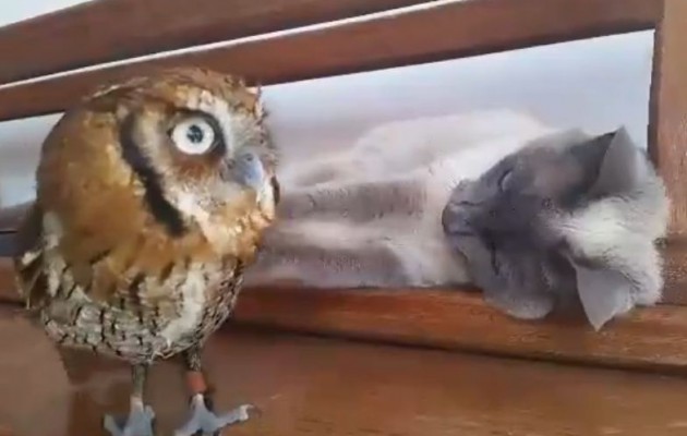 Η ακλόνητη φιλία της γάτας με την κουκουβάγια (βίντεο)