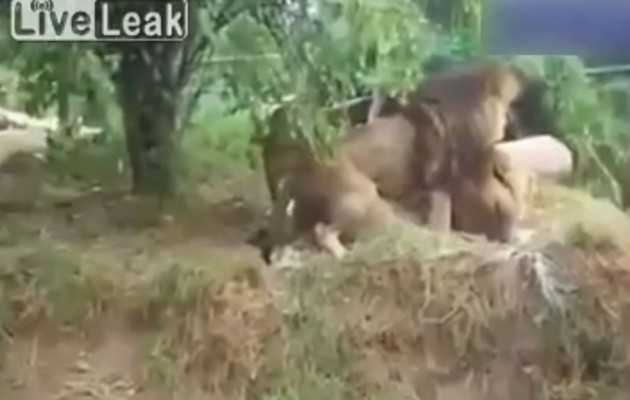 Γκέι λιοντάρια απολαμβάνουν τον έρωτά τους μπροστά στην… σύζυγο (βίντεο)