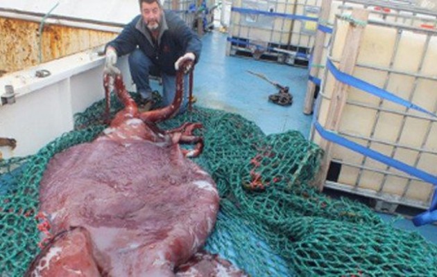 Γιγάντιο καλαμάρι 350 κιλών ψάρεψαν στην Ανταρκτική (φωτό + βίντεο)