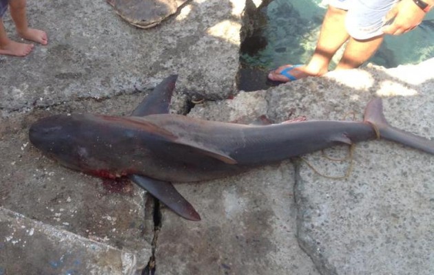 Ψάρεψαν καρχαρία στα Σφακιά που θα γίνει “σπάνιος μεζές”