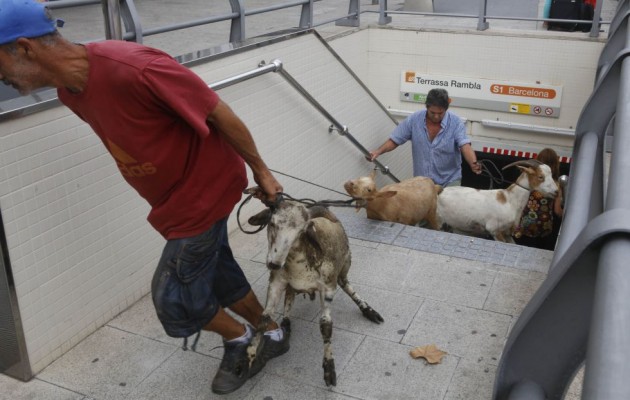 Κατσίκες «κατέλαβαν» σταθμό του μετρό στην Ισπανία