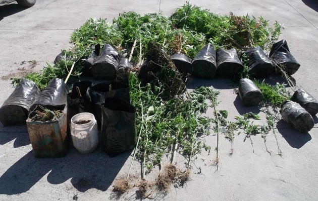 Παππούς 74 χρονών “πότιζε” 26 φυτά κάνναβης!