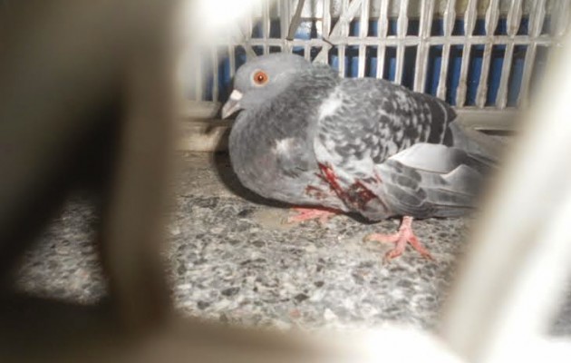 Ημαθία: Έκλεψαν 29 περιστέρια αξίας 4.500 ευρώ