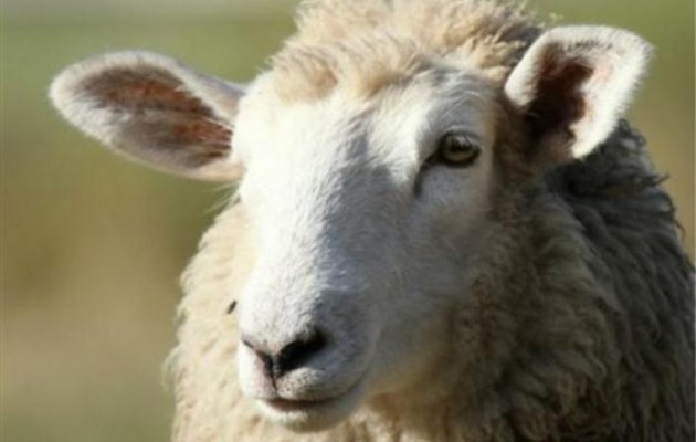 Φοιτητής στην Καλοφόρνια «πήγε» με πρόβατο γιατί είχε… στρες