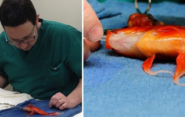 Απίστευτο! Δείτε εγχείριση σε χρυσόψαρο (φωτογραφίες)