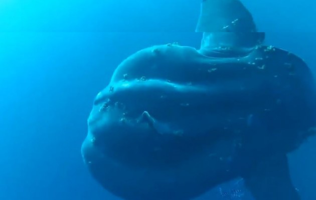 Δείτε το ψάρι – τέρας που μοιάζει με… υποβρύχιο (βίντεο)