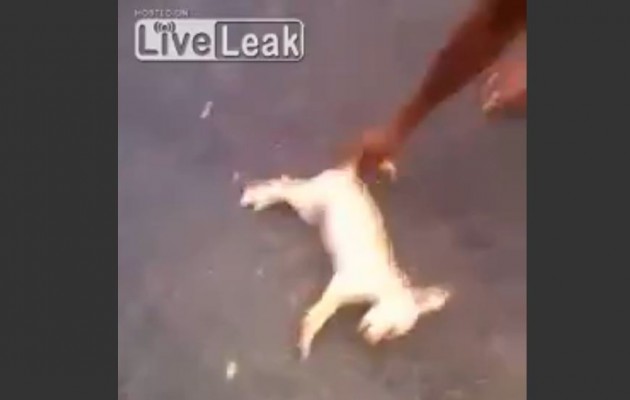 Βίντεο σοκ: Μικρό παιδί σκοτώνει κουτάβι (βίντεο)