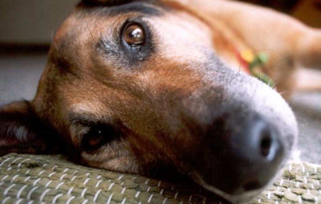 Σκότωσε σκύλο με καραμπίνα επειδή… γάβγιζε