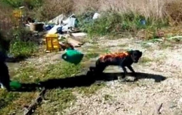 Καίνε ζωντανό τον σκύλο και ανεβάζουν στο Facbook το βίντεο (φωτογραφίες)
