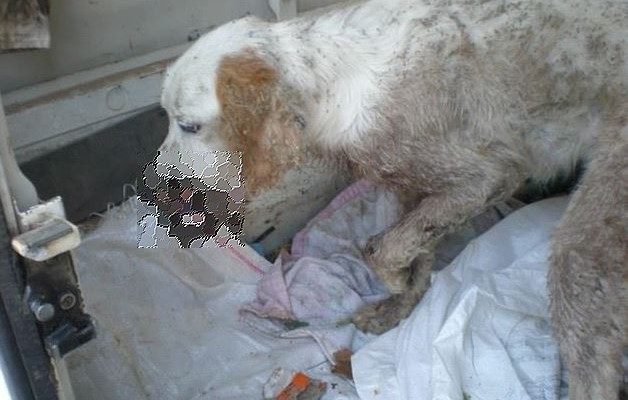 ΣΟΚ: Αρρωστημένος δολοφόνος πυροβόλησε σκύλο στο στόμα (φωτογραφίες)