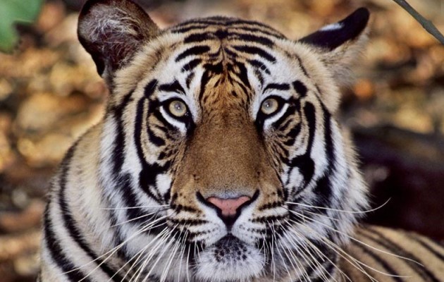 Ο άνθρωπος εξαφάνισε τα μισά άγρια ζώα του πλανήτη μέσα σε 40 χρόνια