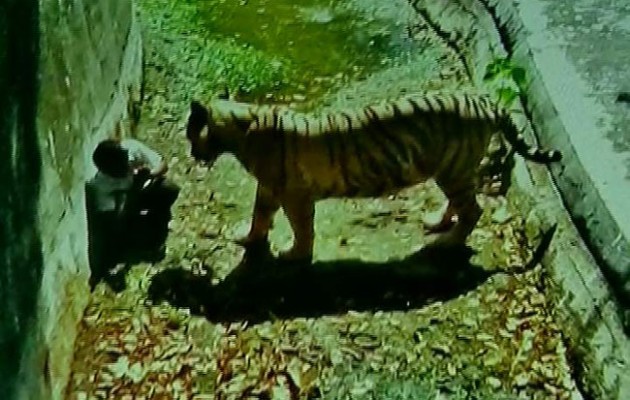 Τίγρης κατασπάραξε on camera μαθητή στο Νέο Δελχί (βίντεο)