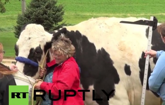 Δίμετρη… αγελάδα σπάει το το ρεκόρ ύψους (βίντεο)