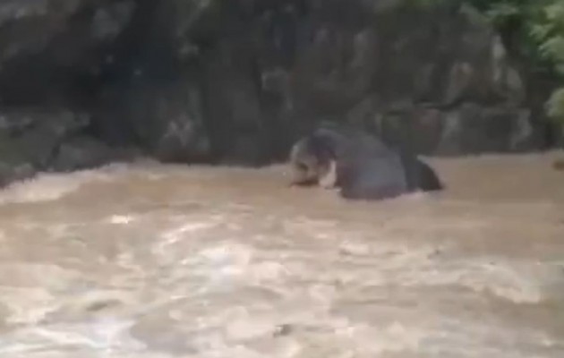 Τραγικό: Ελέφαντας πνίγεται παγιδευμένος σε ποτάμι (βίντεο)