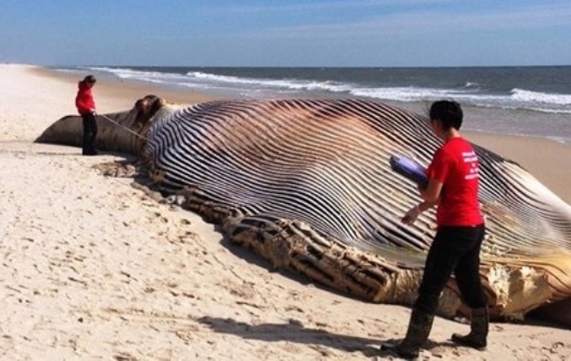 Φάλαινα 20 μέτρα ξεβράστηκε στη Νέα Υόρκη