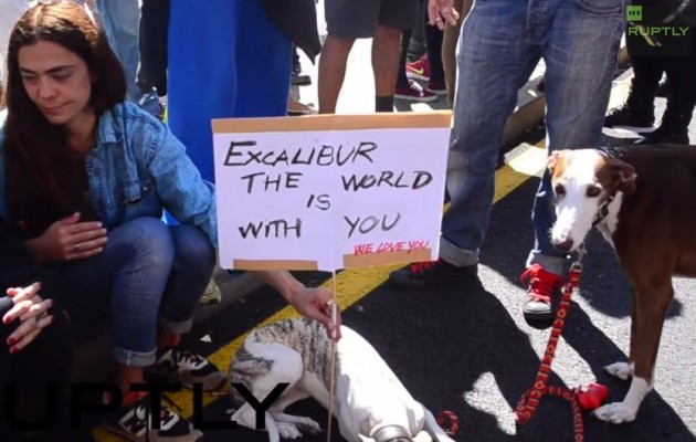 Σκότωσαν τον σκύλο της Ισπανίδας που πάσχει από Έμπολα (βίντεο)