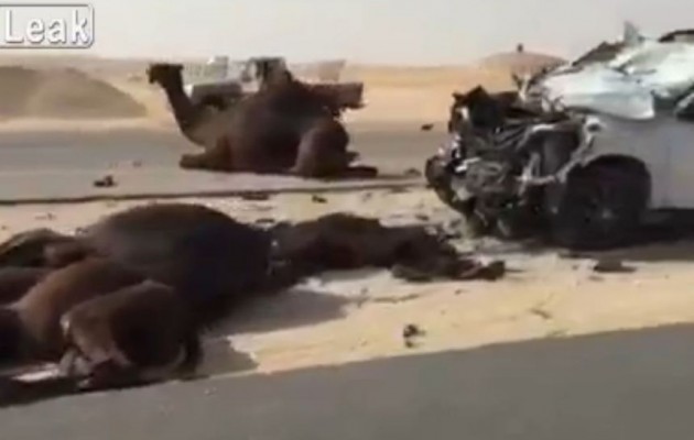 Σφοδρό τροχαίο με 4 καμήλες νεκρές (βίντεο)