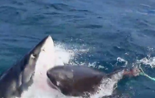 Καρχαρίας… κανίβαλος (βίντεο)
