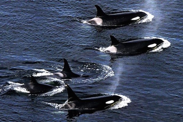 Φάλαινες – Δολοφόνοι: Για πρώτη φορά τέτοιο βίντεο