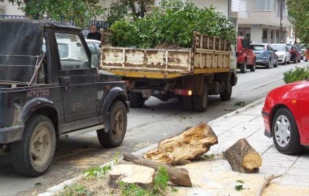 Ο (κακός) καιρός ξερίζωσε δέντρα στην Κομοτηνή